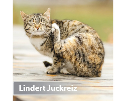 Eine getigerte Katze kratzt sich