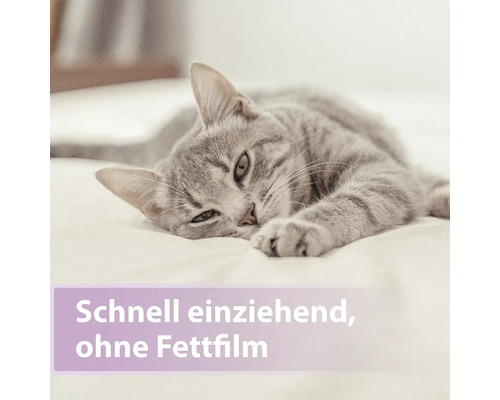 Graue Katze liegt auf dem Bett