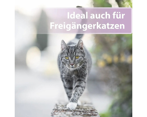 Graue Katze, ideal für Freigängerkatzen
