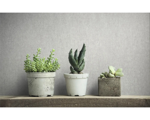 Drei Sukkulenten in Töpfen auf einem Holzregal