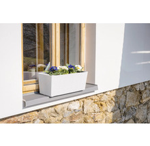 Blumenkasten mit blühenden Primeln auf Fensterbank