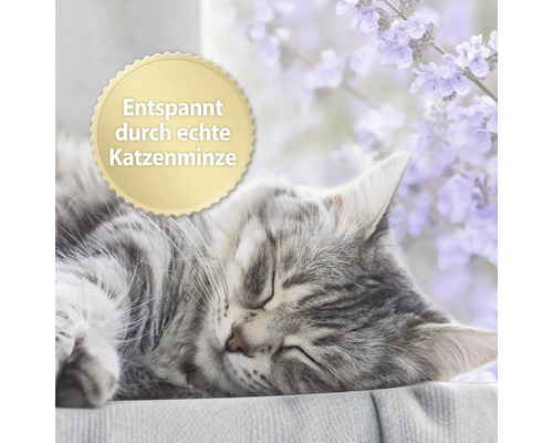 Schlafende Katze mit Hinweis auf entspannende Katzenminze