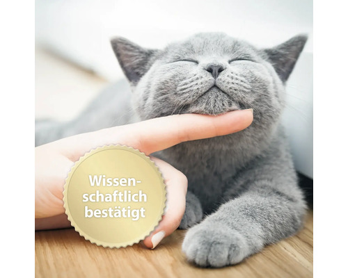 "Eine graue Katze wird am Kinn gekrault