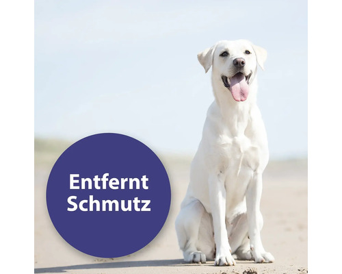 Heller Hund sitzt am Strand. Text: Entfernt Schmutz.