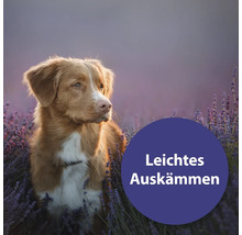 Hund im Lavendelfeld. Text: Leichtes Auskämmen.