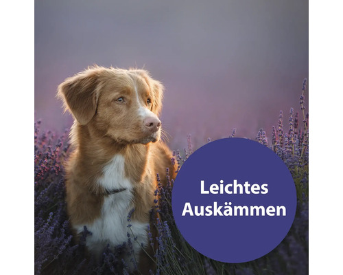 Hund im Lavendelfeld. Text: Leichtes Auskämmen.