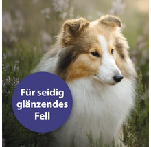 Porträt eines Sheltie Hundes mit dem Text Für seidig glänzendes Fell
