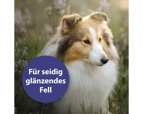 Porträt eines Sheltie Hundes mit dem Text Für seidig glänzendes Fell