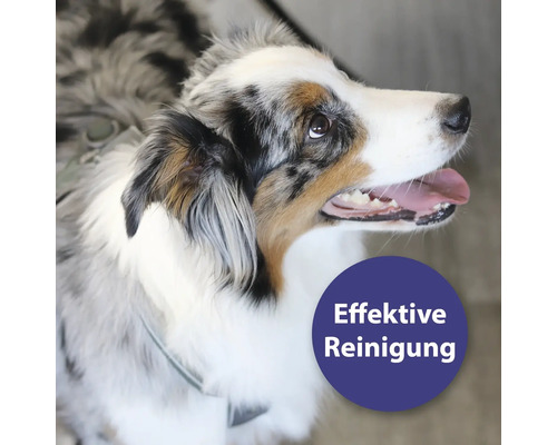 Porträt eines Hundes mit dem Text Effektive Reinigung.