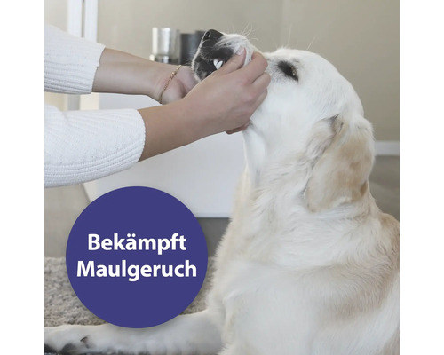 Eine Person untersucht das Gebiss eines Hundes zur Bekämpfung von Maulgeruch.