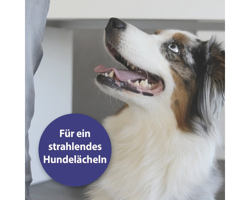 Hund mit offenem Maul für ein strahlendes Lächeln