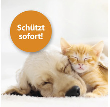 Hund und Katze kuscheln miteinander. Auf dem Bild ist der Hinweis: Schützt sofort!