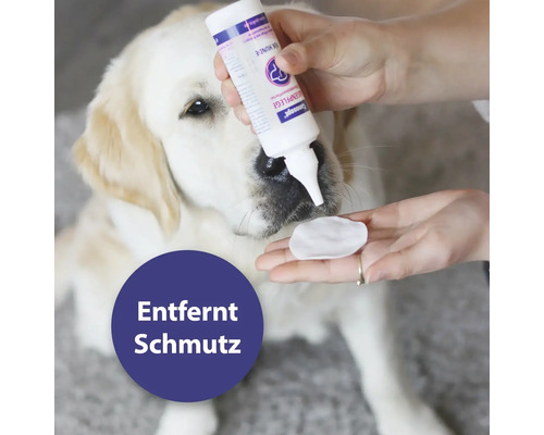 Hund erhält Augenpflege mit einem Reinigungsmittel und einem Wattepad.