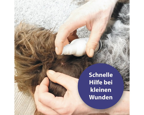 Wundbehandlung bei einem Hund mit einem Pflegespray
