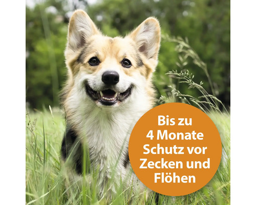 Lächelnder Hund im Gras mit dem Hinweis bis zu vier Monate Schutz vor Zecken und Flöhen.