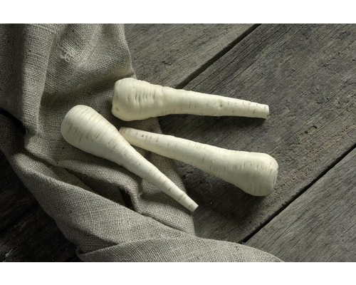 Drei Pastinaken auf einem Holztisch