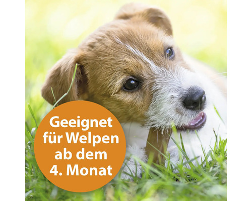 Welpe mit Kauartikel im Gras. Geeignet für Welpen ab dem 4. Monat.