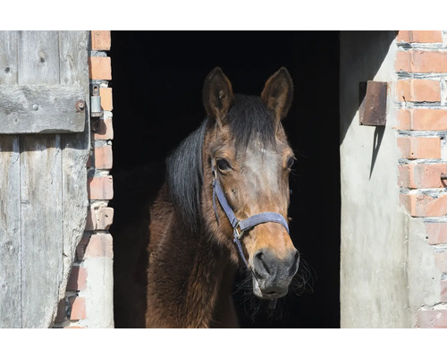 Pferd steht in einem Stall