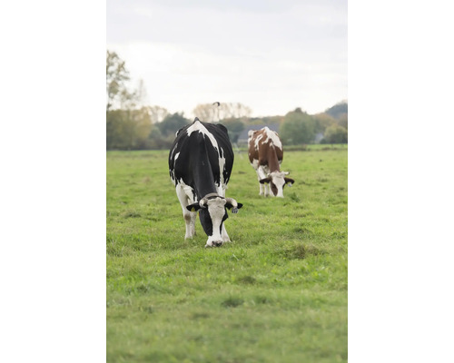 Zwei Kühe grasen auf einer grünen Wiese.