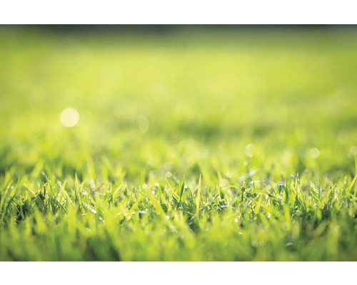 Nahaufnahme von Rasen