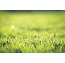 Nahaufnahme von Rasen im Garten