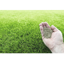 Eine Hand hält Rasensamen über einem Rasen