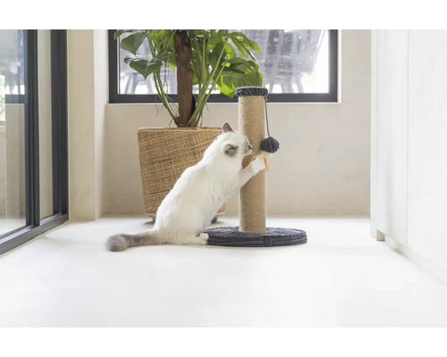 Katze benutzt einen Kratzbaum mit Spielzeug in einem hellen Raum