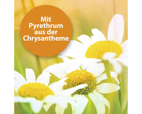 Drei Gänseblümchen mit dem Hinweis Mit Pyrethrum aus der Chrysantheme.