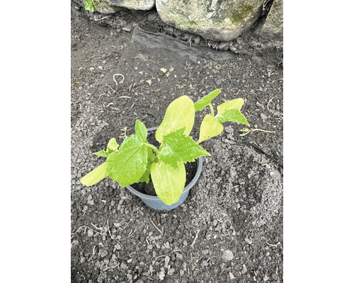 Gurkenpflanze im Topf auf Gartenerde