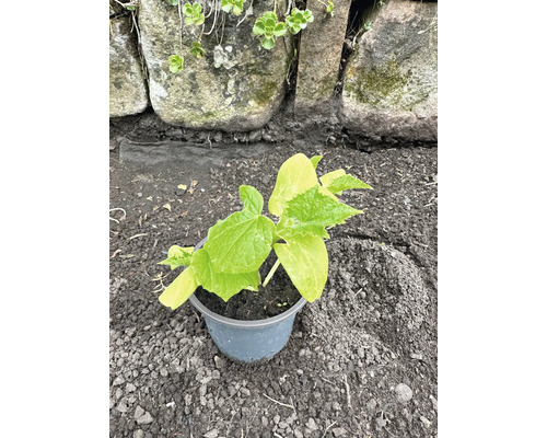 Gurkenpflanze im Topf vor einer Steinmauer