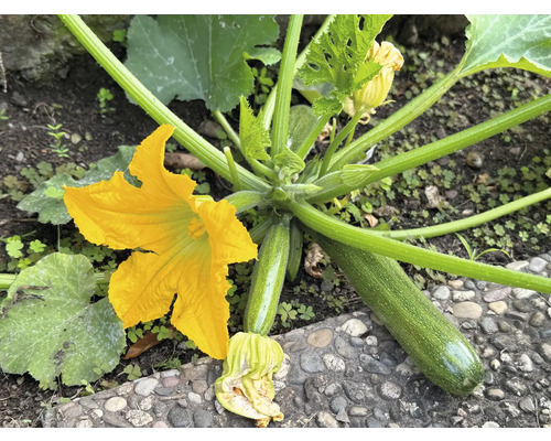 Zucchini-Pflanze mit Zucchinigemüse und gelber Blüte im Garten