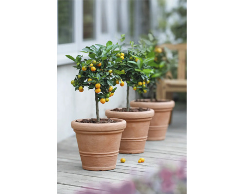Drei Kumquat-Bäumchen in Tontöpfen auf einer Holzterrasse