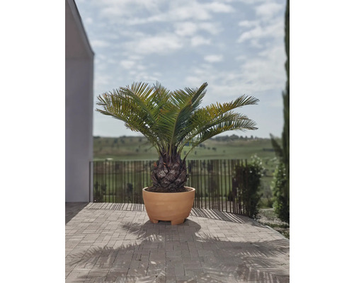 Zykaspalme in einem Pflanzgefäß auf einer Terrasse