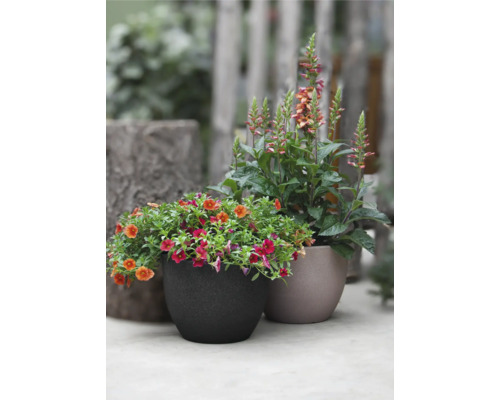 Zwei bepflanzte Blumentöpfe mit verschiedenen Blumenarten