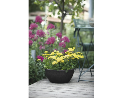 Gelbe Schafgarbe in einem Topf auf einer Holzterrasse