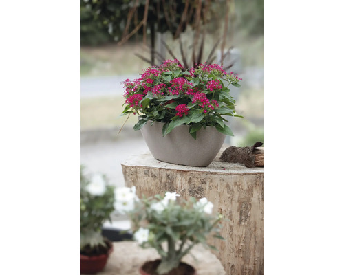 Sternenblüten in einem ovalen Pflanzgefäß auf einem Baumstumpf