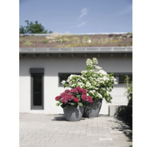 Zwei Blumenkübel mit Hortensien vor einem Haus