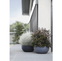 Pflanzschale geli Kunststoff Ø 60 x 60 x 28 cm grau