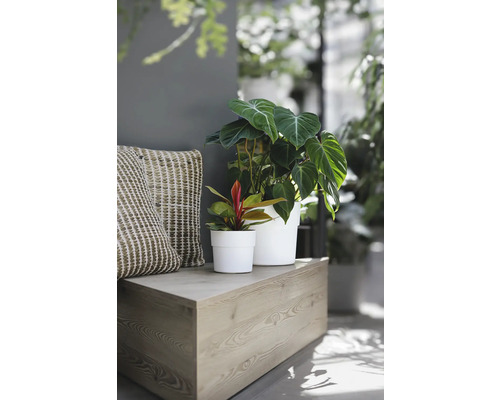 Dekorative Zimmerpflanzen in weißen Töpfen auf einer Holzbank mit Kissen