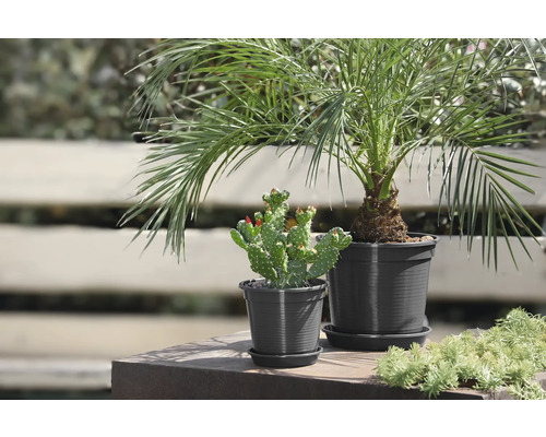 Zimmerpflanzen: Dattelpalme und Kaktus in Töpfen