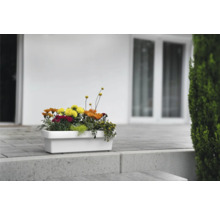 Balkonkasten mit Blumen vor einem Haus