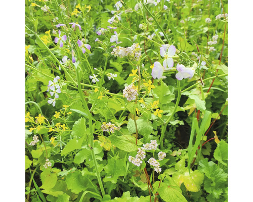 Nahaufnahme von blühenden Wildblumen auf einem Feld.