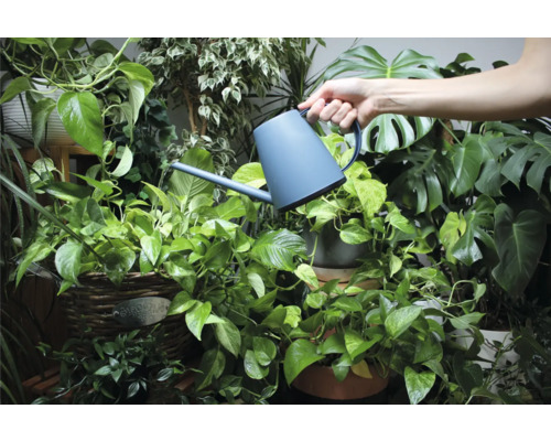 Hand gießt Pflanzen mit einer Gießkanne in einem hellen, organisierten Raum.