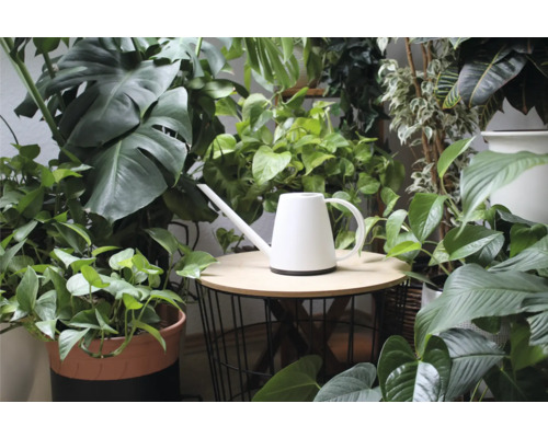 Weiße Gießkanne auf einem Beistelltisch umgeben von Zimmerpflanzen.