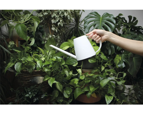 Eine Person gießt Zimmerpflanzen mit einer weißen Gießkanne.