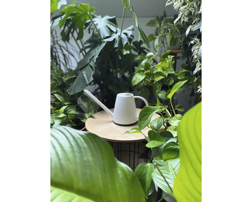 Weiße Gießkanne auf einem Tisch umgeben von Zimmerpflanzen