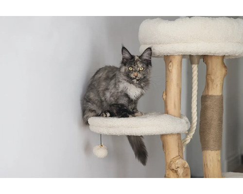 Katze sitzt auf einem Kratzbaum