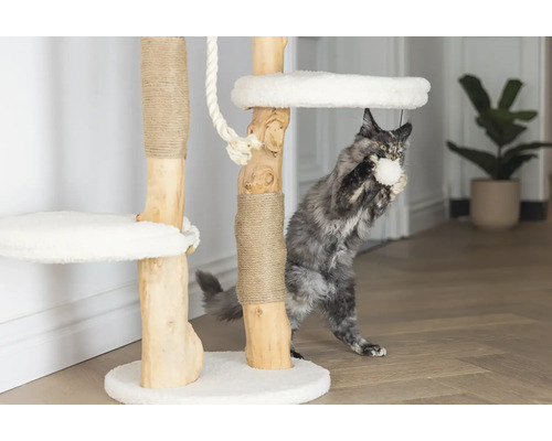 Katze spielt an einem Kratzbaum mit Liegeflächen und Sisalstämmen