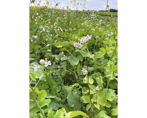 Feld mit blühenden Gründüngungspflanzen