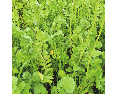 Feld mit Gründüngungspflanzen